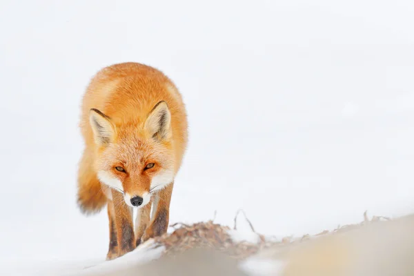 Renard Roux Dans Neige Blanche Hiver Froid Avec Renard Fourrure — Photo