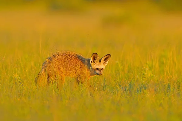 Pes Ušatý Otocyon Megalotis Divoký Pes Afriky Vzácné Divoké Zvíře — Stock fotografie