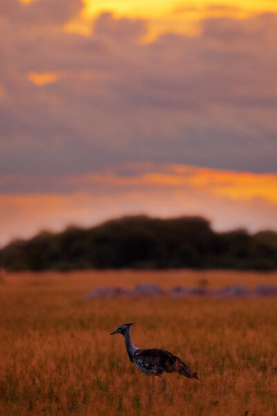 Кори Бастард, Ардеотис Кори, самая большая летающая птица, обитающая в Африке. Птица в траве, вечерний свет, дельта Окаванго, Мореми, Ботсвана. Сцена дикой природы африканской природы. Птица в траве
.