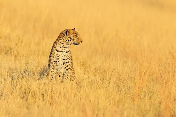Леопард Panthera Pardus Shortidgei Спрятанный Портрет Красивой Желтой Траве Большая — стоковое фото