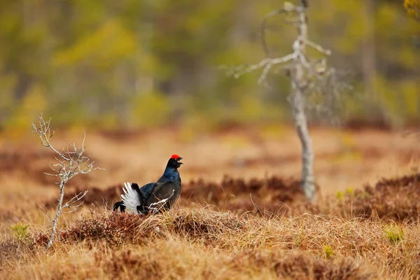 Black Grouse Bog Meadow Lekking Nice Bird Grouse Tetrao Tetrix — Stock Photo, Image