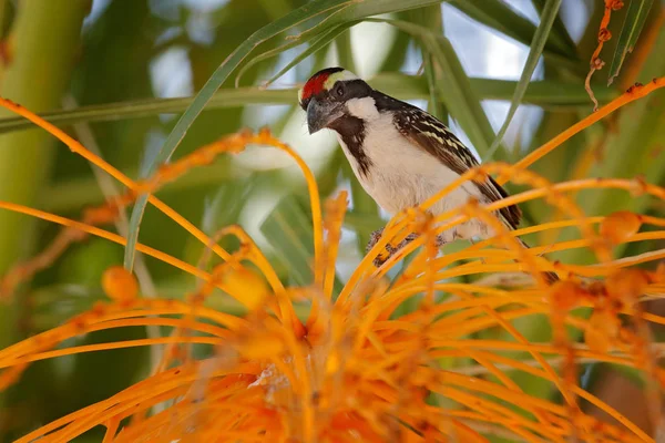 Acacia Pied Barbet Tricholaema Leucomelas Bird Sitting Green Orange Palm — Stock Photo, Image