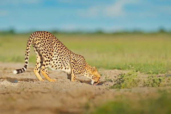 Fastest animal on land Stock Photos, Royalty Free Fastest animal on land  Images | Depositphotos