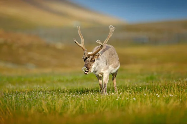 Wild Animal Norway Reindeer Rangifer Tarandus Massive Antlers Green Grass Royalty Free Stock Photos