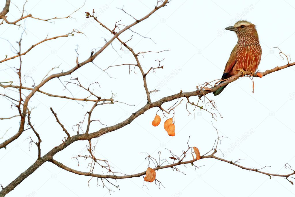 Purple rufous-crowned roller, Coracias naevius, detail portrait of beautiful bird. Pink and blue animal from nature, sitting on the tree branch with last orange leaves, Etosha NP, Namibia in Africa