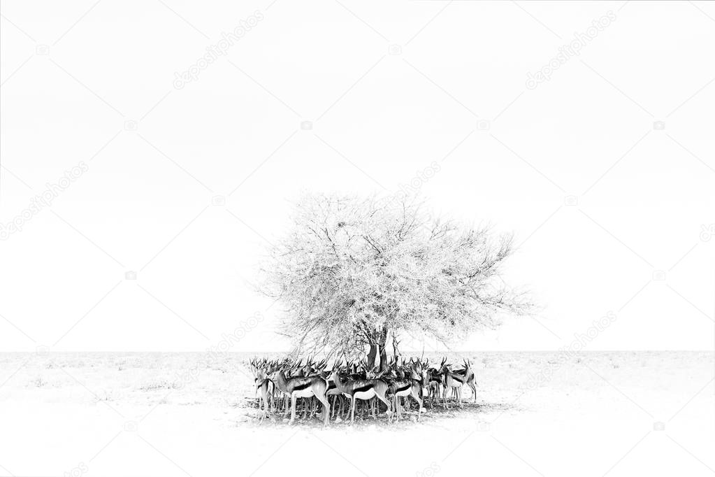 Black and white art. Dry hot day with sun in Etosha NP, Namibia. Herd of antelope springbok hidden  below the tree, in the shadow. Animal behaviour in the Africa. Savannah with blue sky. Group of springboks.