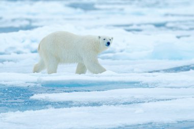 Drift buz kenar ile kar ve Rus denizde su üzerinde kutup ayısı. Beyaz hayvan doğa ortamlarında Europe. Doğadan yaban hayatı sahne. Tehlikeli ayı buz, güzel bir akşam gökyüzü yürüyüş.