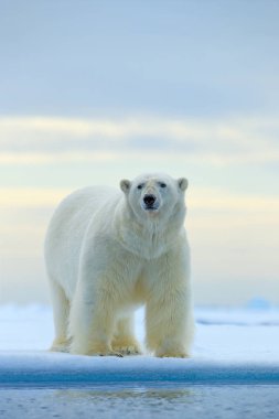 Drift buz kenar ile kar ve su Norveç Denizi üzerinde kutup ayısı. Beyaz hayvan doğa ortamlarında Europe. Doğadan yaban hayatı sahne. Tehlikeli ayı buz, güzel bir akşam gökyüzü yürüyüş.