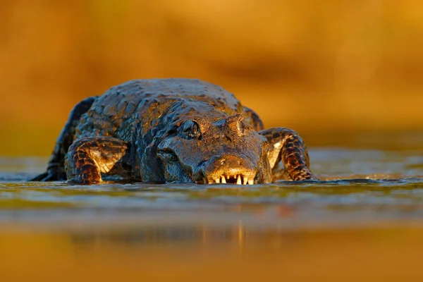 Yacare Caiman Crocodilo Com Peixe Dentro Com Focinho Aberto Com — Fotografia de Stock