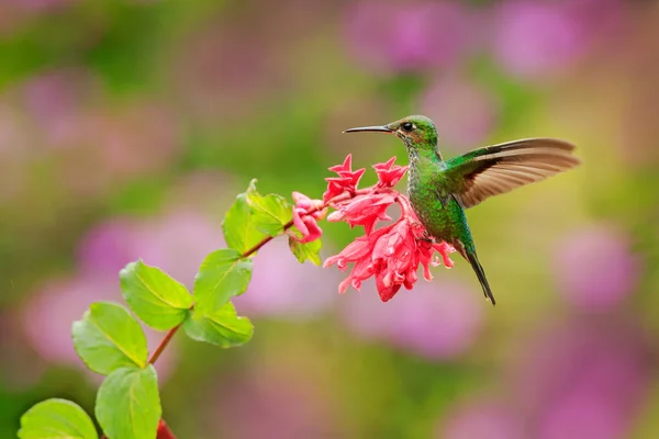 Mooie Kolibrie Green Gekroonde Brilliant Heliodoxa Jacula Vliegen Naast Mooie — Stockfoto