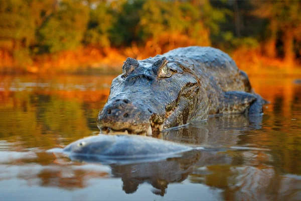 Crocodilo Captura Peixe Água Rio Luz Noite Yacare Caiman Crocodilo — Fotografia de Stock