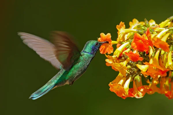 Hummingbird Com Habitat Floresta Flor Vermelha Green Violet Ear Colibri — Fotografia de Stock