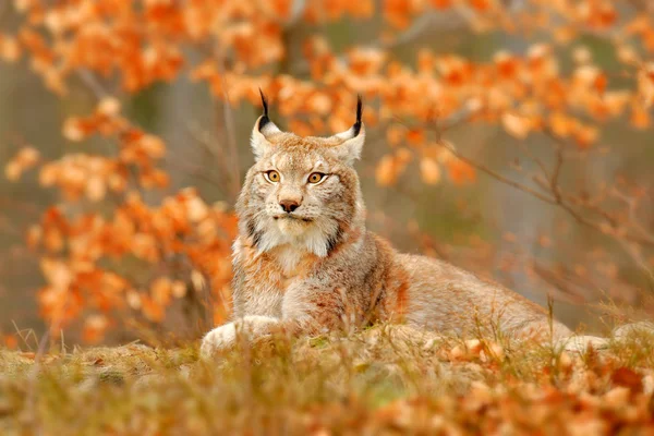 オレンジ色の秋の森のリンクス 自然から野生動物のシーン かわいい毛皮ヨーロッパオオヤマネコ 動物の生息地で ドイツから野生の猫 ツリーの葉間野生のボブキャット クローズ アップ詳細肖像画 — ストック写真