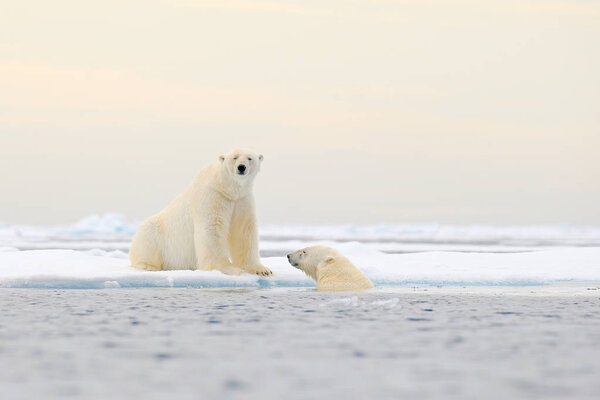 Two Polar bears relaxed on drifting ice with snow, white animals in the nature habitat, Svalbard, Norway. Two animals playing in snow, Arctic wildlife. Funny image from nature. 