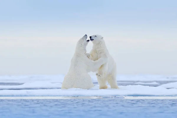 シロクマ 氷の上で踊っています ホッキョクグマは雪と流氷の自然の生息地 スバールバル諸島 ノルウェーでの白い動物が大好きです 動物の北極野生動物 雪で遊ぶ 自然から面白い画像 — ストック写真