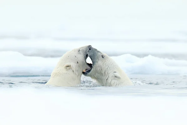 北极熊在冰上跳舞 挪威斯瓦尔巴 两个北极熊在与雪漂流的冰上充满了爱 在自然栖息地有白色的动物 在雪地里玩耍的动物 北极的野生动物 来自大自然的有趣形象 — 图库照片