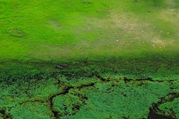 博茨瓦纳奥卡万戈三角洲的空中景观 湖泊和河流 从飞机上看 南非的绿色植被 雨季的树木与水 — 图库照片