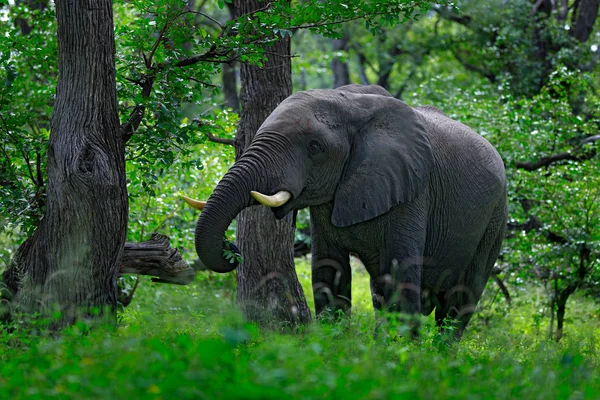 Big Elephant Walking Grass Blue Sky Huge Mammal Nature Habitat — Stock Photo, Image