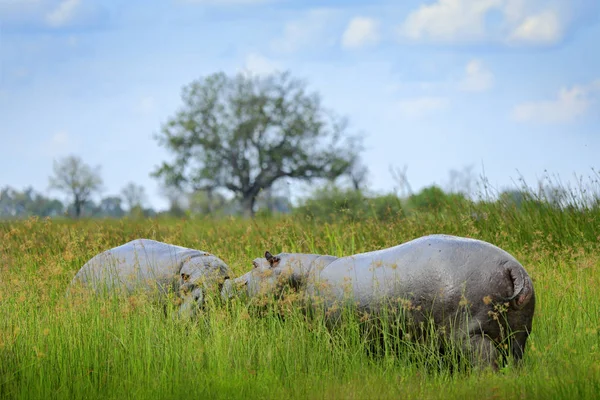 河马在草地上 湿绿的季节 非洲河马 Amphibius 奥卡万戈三角洲 莫瑞米动物保护区 博茨瓦纳 危险的大动物在水中 — 图库照片