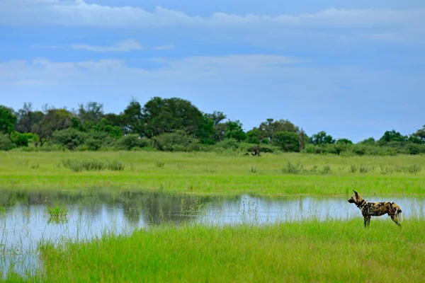 African wild dog, Lycaon pictus, walking in the water. Hunting painted dog with big ears, beautiful wild animal in habitat. Wildlife nature, Moremi, Okavanago delta, Botswana, Africa.