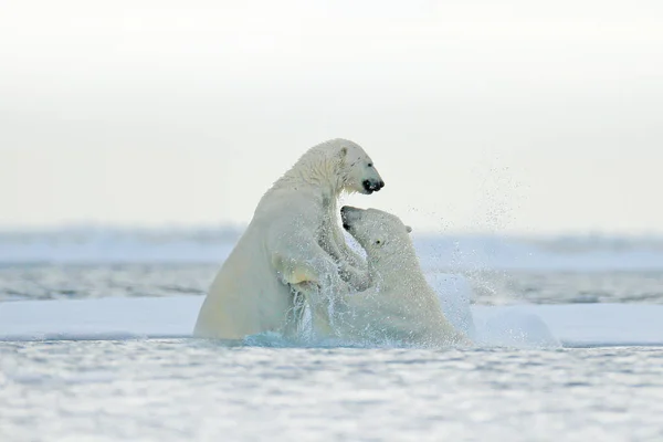 Urso Polar Luta Água Dois Ursos Polares Brincar Com Gelo Fotografias De Stock Royalty-Free