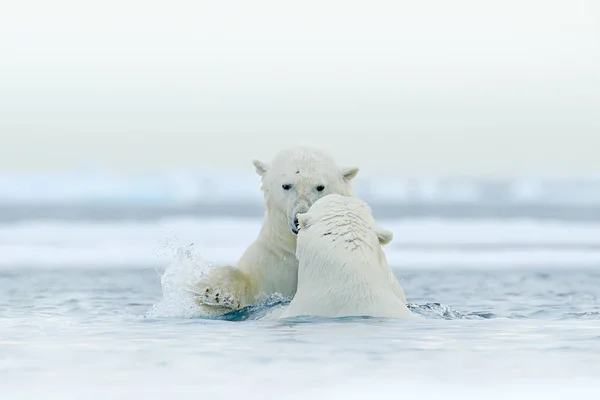 Isbjörn Dans Isen Två Isbjörnar Älskar Drivande Med Snö Vita Stockbild