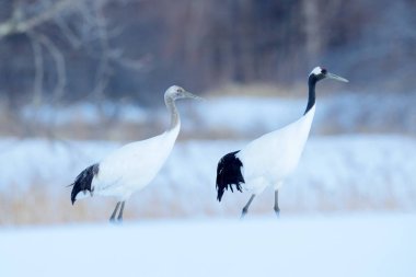 Kırmızı taç vinçler ile ile blizzard, Hokkaido, Japonya çifti dans. Güzel kuşlar, yaban hayatı sahne doğadan çifti.