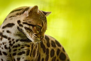Kosta Rika yaban hayatı. Güzel kedi margay şube costarican tropikal ormanda oturan. Ocelot, güzel kedi margay tropikal orman içinde ayrıntı portresi. Hayvan doğa ortamlarında.