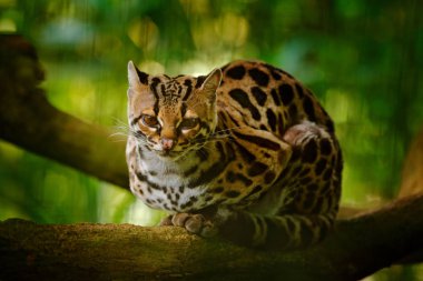 Kosta Rika yaban hayatı. Güzel kedi margay şube costarican tropikal ormanda oturan. Ocelot, güzel kedi margay tropikal orman içinde ayrıntı portresi. Hayvan doğa ortamlarında.