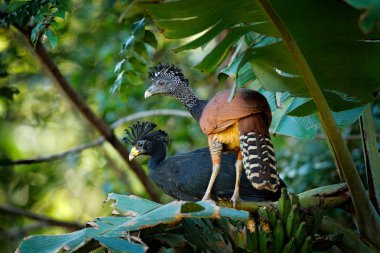 Büyük curassow, rubra, doğa orman Habitat, avuç içinde oturan kuşlar terk yeşil bitki örtüsü Crax çifti. Kosta Rika üzerinden Curassow. Tropik Orman Habitat, Amerika iki hayvan.