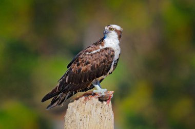 Osprey balık ile. Yırtıcı kuş sorguç, Pandion haliaetus, yakalanan balık, Peru besleme. Doğadan yaban hayatı sahne. Ölü balık ile kartal.