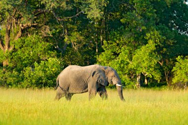 Afrika safari. Fil çim. Doğadan, fil habitat, Moremi, Okavango delta, Botswana, Afrika yaban hayatı sahne. Sezon, mavi gökyüzü bulutlu yeşil ıslak.