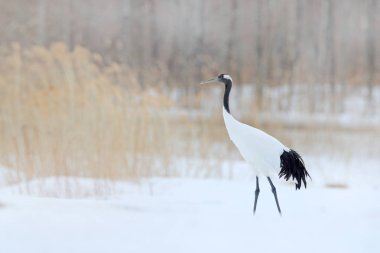 Kar çayırlarında kar fırtınası, Hokkaido, Japonya 'da kar fırtınası ile taçlandırılmış bir turna. Uçan kuş, kar taneli kış sahnesi. Doğada kar dansı. Karlı doğadan vahşi yaşam sahnesi. Soğuk kış. Karlı.