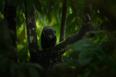 Tayra, Eira barbara, sinsi aileden omnivordur hayvan. Yeşil ağaç üzerinde oturan tropik ormandaki gizli tayra. Yaban hayatı sahne doğadan, Kosta Rika doğa. Şirin tehlike memeli ortamlarında.