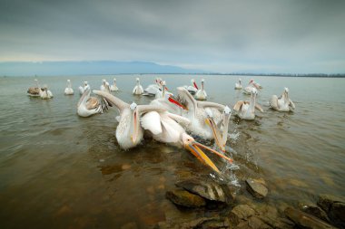 Suda kuş avlar. Tepeli pelikan, Lake Kerkini, Yunanistan'da Pelecanus crispus. Pelikan Açık fatura, büyük beyaz hayvan ile. Yaban hayatı sahne Europe doğadan. 