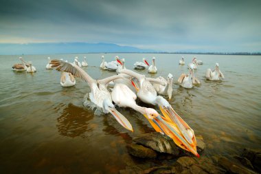 Suda kuş avlar. Tepeli pelikan, Lake Kerkini, Yunanistan'da Pelecanus crispus. Pelikan Açık fatura, büyük beyaz hayvan ile. Yaban hayatı sahne Europe doğadan. 