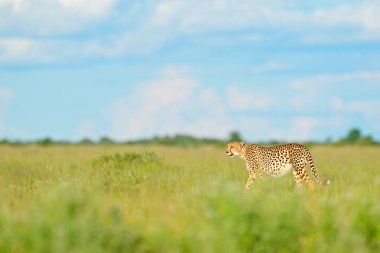 Çita çimen, mavi gökyüzünde bulutlar ile. Doğa ortamlarında benekli vahşi kedi. Çita, vahşi kedi yürüyüş Acinonyx jubatus. Arazi, Botswana, Afrika en hızlı memeli. Afrika Doğa, ıslak sezon.