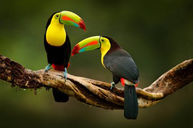 Toucan ormanda şube, yeşil bitki örtüsü, Kosta Rika oturuyor. Doğa Merkezi Amerika 'da seyahat. İki Keel gagalı toucan, Ramphastos sulfuratus, büyük fatura ile kuş çifti. Yaban hayatı.