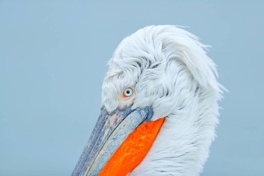 Dalmaçya pelikanGöz detay, Pelecanus crispus, Kerkini Gölü, Yunanistan. Avrupa doğasından vahşi yaşam sahnesi. Vahşi Pelikan'ın güzel yüzünün detayı.