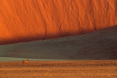 Turuncu kum tepeli Gemsbok akşam batımı. Gemsbuck, Oryx gazella, doğa habitatında büyük bir antilop, Sossusvlei, Namibya. Savanadaki vahşi hayvanlar. Büyük boynuzlu bir hayvan..