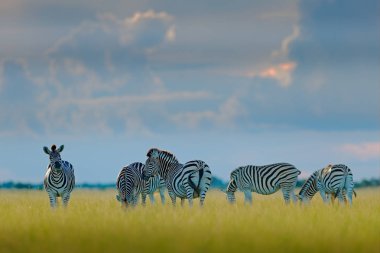 Group of zebras. Burchell's zebra, Equus quagga burchellii, Moremi, Okavango delta, Botswana, Africa. Wild animal on the green meadow. Wildlife nature. Zebras herd with blue storm sky and white clouds clipart