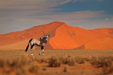 Turuncu kum tepeli Gemsbok akşam batımı. Gemsbuck, Oryx gazella, doğa habitatında büyük bir antilop, Sossusvlei, Namibya. Savanadaki vahşi hayvanlar. Büyük boynuzlu bir hayvan..