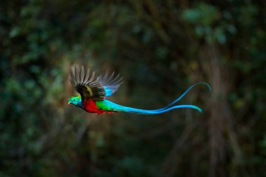 Şaşaalı Quetzal, Pharomachrus mocinno, Kosta Rika, arka planda yeşil orman ile uçan. Muhteşem kutsal yeşil ve kırmızı kuş. Eylem uçuş an Quetzal, güzel egzotik tropik kuş ile.