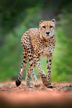 Çita, Acinonyx Jubatus, yürüyen vahşi kedi. Karadaki en hızlı memeli, Botswana, Afrika. Çita çakıllı yolda, ormanda. Doğada benekli vahşi kedi, Okavango.