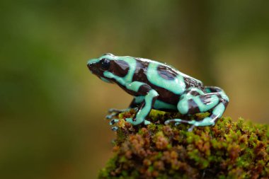 Amazon tropik ormanı Kosta Rika 'dan zehirli kurbağa. Yeşil Kara Zehirli Dart Kurbağası, Dendrobates Auratus, doğal ortamında. Güney Amerika 'daki tropik ormandan gelen güzel bir kurbağa. Hayvan Amazon. 
