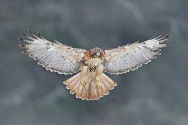 Flying bird of prey, Red-tailed hawk, Buteo jamaicensis, landing in the forest. Wildlife scene from nature. Animal in the habitat. Bird with open wings, winter condition, trees with snow. clipart