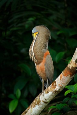 Bare-throated Tiger-Heron, Tigrisoma mexicanum, in nature green vegetation. Water bird from tropical jungle. Wildlife scene from nature forest. clipart