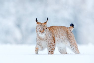Bayağı vaşak, yaban kedisi kar sahip. Yaban hayatı sahne kış doğadan. Ortamlarında, soğuk koşulu şirin büyük kedi. Karlı ormanı beautifal aninal vahşi lynx, Almanya.