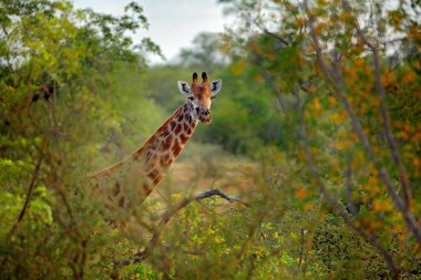 Afrika'da yeşil sezon. Zürafa turuncu ve yeşil sonbahar bitki örtüsü gizli. Ormanda zürafalar kafa, Kruger Milli Parkı, yaban hayatı Afrika. 
