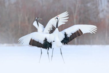 Dans eden bir çift kırmızı taç vinç uçuş, kar fırtınası ile açık kanat Hokkaido, Japonya. Kuş uçmak, kış sahne kar ile. Doğada aşk dansı. Karlı doğadan yaban hayatı sahne. Karlı kış.
